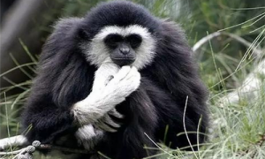 花斑疣猴是几级保护动物-花斑疣猴宝宝怎么喂养最好-花斑疣猴以什么沟通