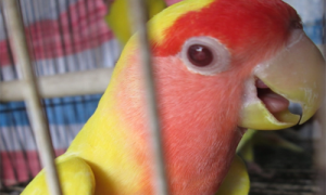 黄桃鹦鹉怎么分辨公母-黄桃鹦鹉寿命-黄桃鹦鹉的饲养与禁忌