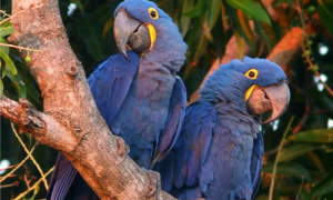 紫蓝金刚鹦鹉多少元一只-紫蓝金刚鹦鹉可以养吗-紫蓝金刚鹦鹉灭绝了吗