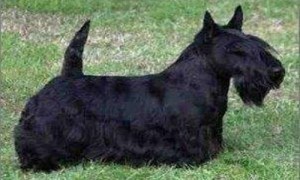 苏格兰梗犬多少钱一只-千万别养西高地梗犬-黑色苏格兰梗犬价格