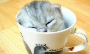 茶杯猫的保护级别-茶杯猫的寿命-茶杯猫价格