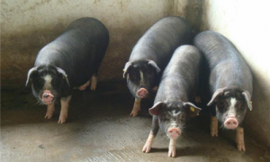 六白猪肉价格-六白猪一年能长多大-六白猪10个月能长多重
