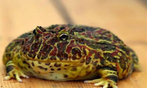 钟角蛙的寿命-钟角蛙介绍-钟角蛙价格