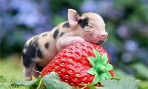 胡利亚尼猪是什么猪-胡利亚尼猪可以养吗-胡利亚尼猪怎么辨别纯种