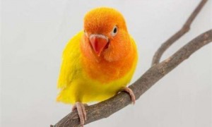 桃面爱情鹦鹉叫声-桃面爱情鹦鹉一只可以养吗-桃面爱情鹦鹉用什么鸟笼