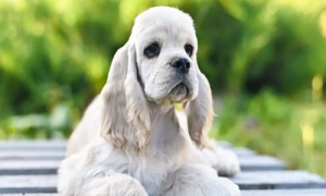 美卡犬的价格-美卡犬多少钱一条-美卡犬的优点和缺点