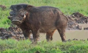 大林猪生长周期-大林猪可以吃吗-大林猪厉害吗