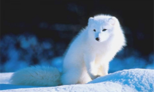 极地狐和沙漠狐的主要差异是什么-极地狐生活在哪里-极地狐比大耳狐的耳朵要小
