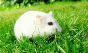 白老鼠长啥样-白老鼠上哪买呢-白老鼠可以饲养吗