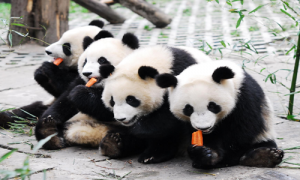 大熊猫为什么只有中国有-外国会偷偷繁育大熊猫吗-大熊猫吃什么