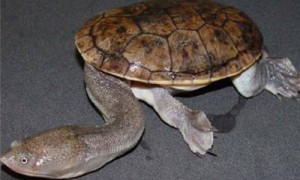 长身蛇颈龟好养吗-长身蛇颈龟吃什么-长身蛇颈龟可以冷水过冬吗