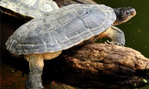 黄喉拟水龟冬眠需要放多少水-黄喉拟水龟可以混养吗-黄喉拟水龟冬价格