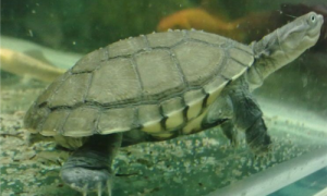 沼泽侧颈龟水温-沼泽侧颈龟需要加温吗-沼泽侧颈龟最低承受多少度