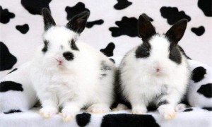 英种斑点兔成年样子-英种斑点兔能吃的东西-英种斑点兔介绍与价格