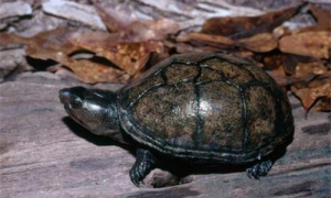 养哥伦比亚泥龟需要什么手续-哥伦比亚泥龟可以冬眠吗-哥伦比亚泥龟会被判几年