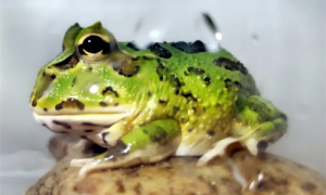 角蛙怎么样-角蛙怎么分公母-角蛙可以晒太阳吗