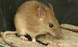 针毛鼠是哪个国家的-针毛鼠怎么养-针毛鼠聪明吗