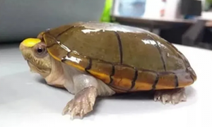 瓦拉塔泥龟多少一只-瓦拉塔泥龟国内有人繁殖吗-瓦拉塔泥龟保护动物嘛