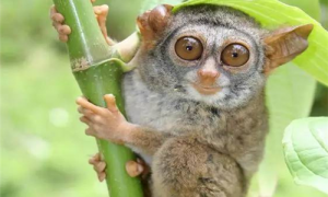 马来西亚眼镜猴吃什么-马来西亚眼镜猴是保护动物吗-马来西亚眼镜猴现存多少只