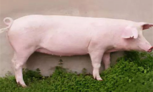 哈尔滨白猪是什么猪-哈尔滨白猪可以养吗-哈尔滨白猪怎么辨别纯种