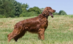 赛特犬一只多少钱-英国都有什么犬种-爱尔兰雪达犬哪里有卖