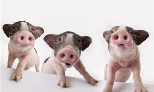 关于猪的科普 -猪有哪几种类型-最轻的猪有多少斤