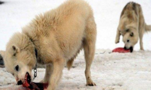 格陵兰犬为什么没人养-格陵兰犬为什么不怕冷-格陵兰犬和哈士奇