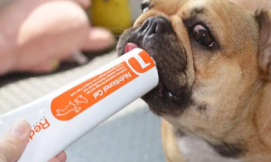 宠物营养膏品牌-宠物营养膏有用吗-宠物营养膏怎么存放
