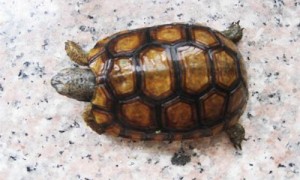 伯格海角陆龟是什么-伯格海角陆龟怎么在鱼缸养-伯格海角陆龟有毒吗