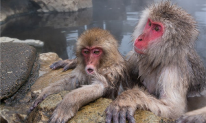 日本猕猴纪录片过冬-日本猕猴泡温泉在哪里-日本猕猴吃什么