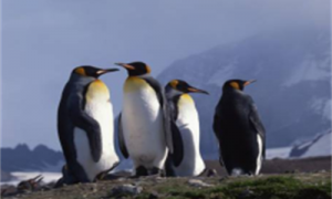 企鹅的命名和象征意义-企鹅的繁殖方式-企鹅的资料简介