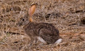 薮兔是不是保护动物-薮兔怎么读-薮兔的介绍