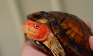 红面蛋龟可以深水养吗-红面蛋龟为什么这么臭-红面蛋龟可以冬眠吗