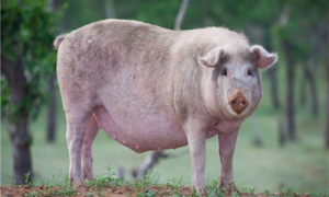 家猪最重的多少斤-家猪有几个品种-家猪有多大