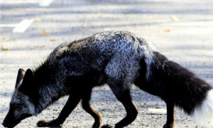 银黑狐可以家养吗-银黑狐是保护动物吗-银黑狐和蓝狐的区别