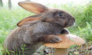 灰栗兔能长多大-灰栗兔温顺吗-灰栗兔怎么养