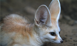 耳廓狐用什么环境养-耳廓狐可以家养吗-耳廓狐可以当宠物养吗