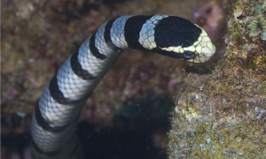 巨环海蛇有毒吗-巨环海蛇在哪个国家-巨环海蛇咬人吗