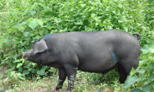 烟台黑猪猪苗价格-烟台黑猪最重的多少斤-烟台黑猪种猪的选育