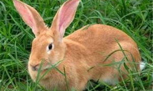 豫丰黄兔的缺点-豫丰黄兔养殖基地-豫丰黄兔多少钱一只