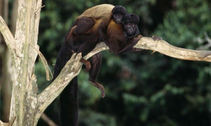 黑丛尾猴上哪里买-黑丛尾猴喜欢吃什么-黑丛尾猴能活多少年