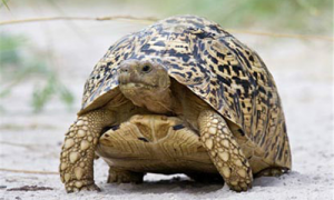 豹斑象龟冬眠吗-豹斑象龟是哪个国家的-豹斑象龟怎么抓