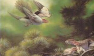 龙城鸟幼鸟可以吃熟米饭吗-龙城鸟是国家保护动物吗-龙城鸟属于几级保护动物
