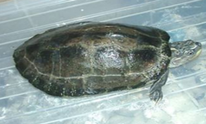 巨型棱背龟多少钱-巨型棱背龟能长多大-巨型棱背龟介绍