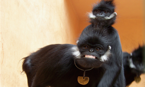 黑叶猴分布在哪些地方-黑叶猴是灵长类吗-如何保护黑叶猴