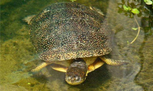 流星泽龟和欧洲泽龟区分-流星泽龟从怀孕到生多久-流星泽龟水温多少合适