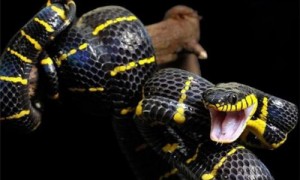 黄环林蛇会毒死人吗-马为什么不怕黄环林蛇-黄环林蛇国家二级保护动物吗