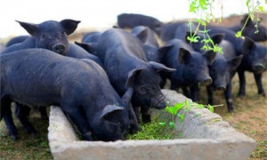 土猪是什么猪-土猪学名叫什么-土猪是中国的吗