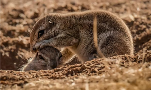 南非地松鼠有多大-南非地松鼠可以养吗-南非地松鼠生活在哪些地方