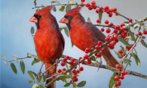红衣主教鸟样子特点-红衣主教鸟只有红色吗-红衣主教鸟可以吃什么